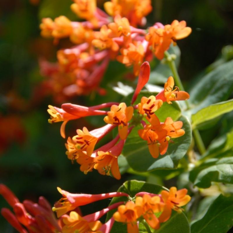 Trumpet Honeysuckle Brings Fast Growth And Bright Blooms