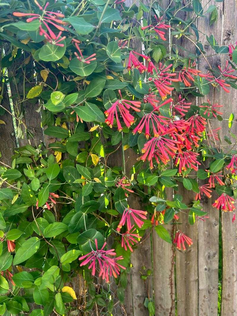Trumpet Honeysuckle Climbs With Color
