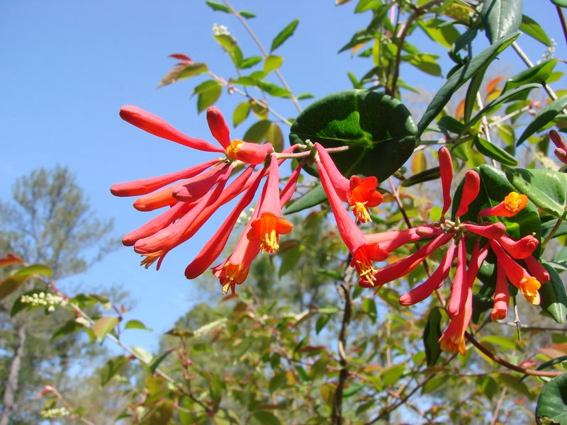 Trumpet Honeysuckle (Lonicera sempervirens)
