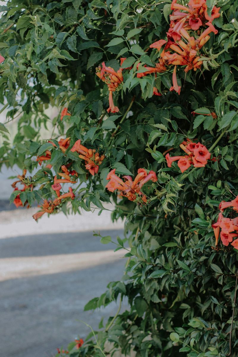 Trumpet Vine Trumpet Vine