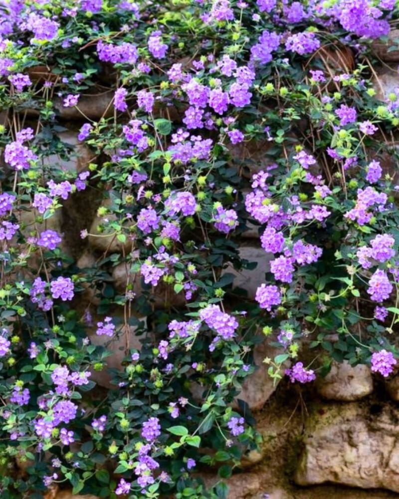 Trust Trailing Lantana In Poor Dry Soil Trust Trailing Lantana In Poor Dry Soil