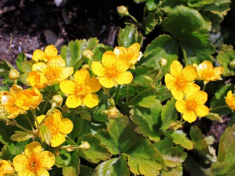 Try Barren Strawberry For A Tidy Native Mat