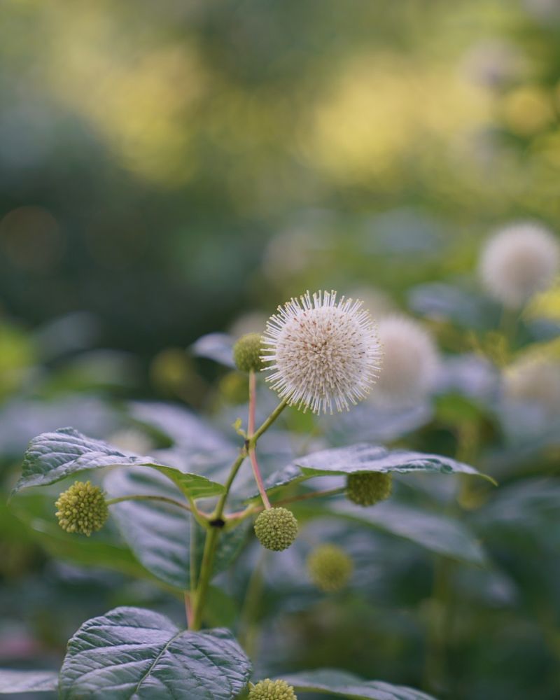 Try Buttonbush In Bigger Wet Problem Areas Try Buttonbush In Bigger Wet Problem Areas