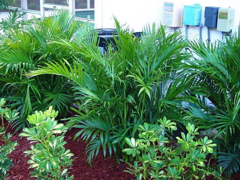 Try Cat Palm For A Lush Low Growing Screen