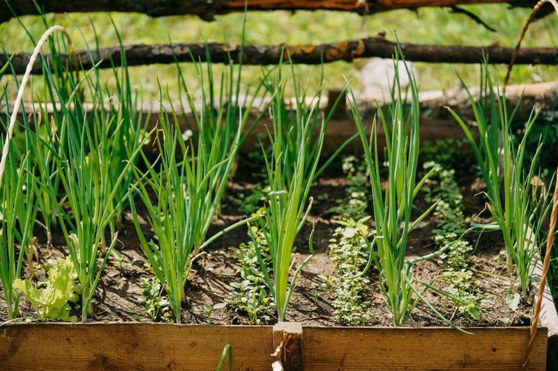 Try Chives For A Reliable Warm Weather Harvest