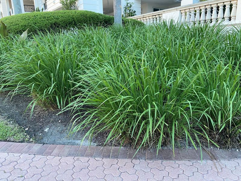 Try Dwarf Fakahatchee Grass For A Native Liriope Look