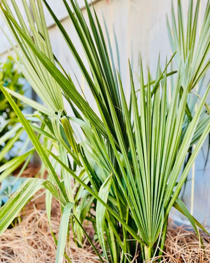 Try Dwarf Palmetto For Tropical Structure In Smaller Spaces Try Dwarf Palmetto For Tropical Structure In Smaller Spaces