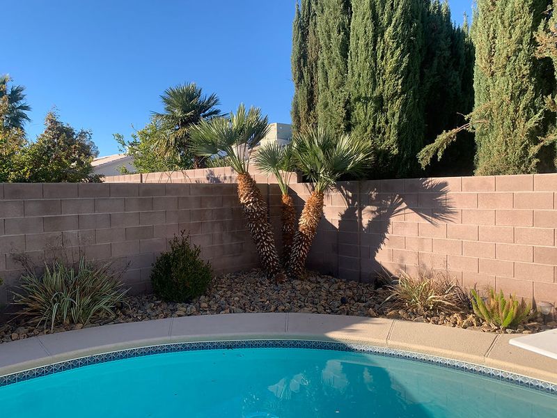Try European Fan Palm For A Slow Growing Poolside Accent