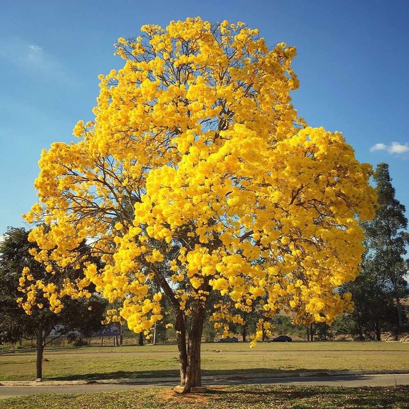 Try Golden Trumpet Tree For A Bold Seasonal Show