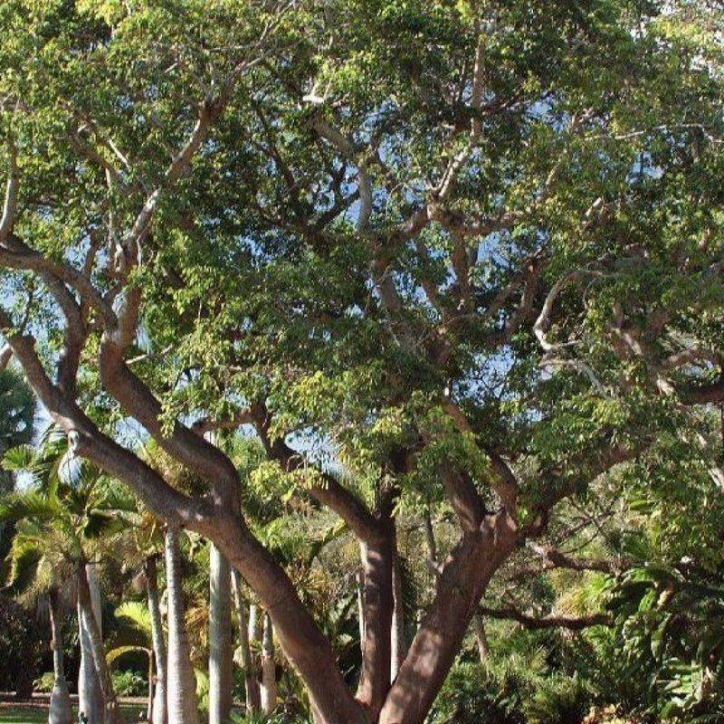 Try Gumbo Limbo For Manageable South Florida Shade