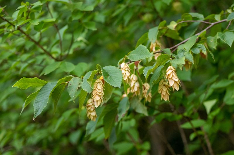Try Hophornbeam For Tidy Filtered Shade
