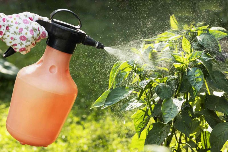 Try Horticultural Oil Or Neem When Pressure Builds