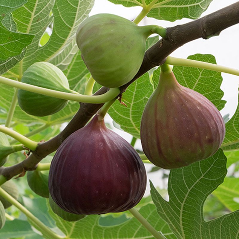 Try It Near Established Fig Trees