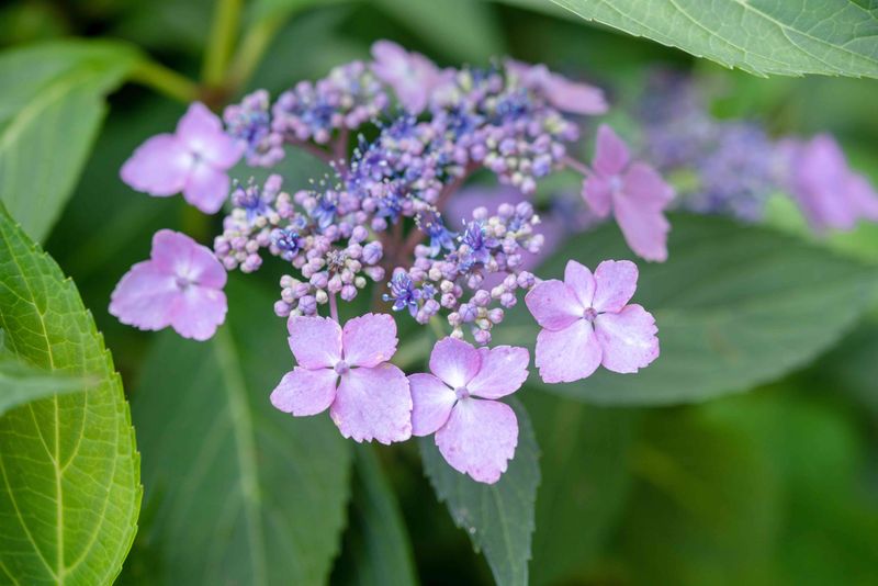 Try Mountain Hydrangeas For Delicate Beauty