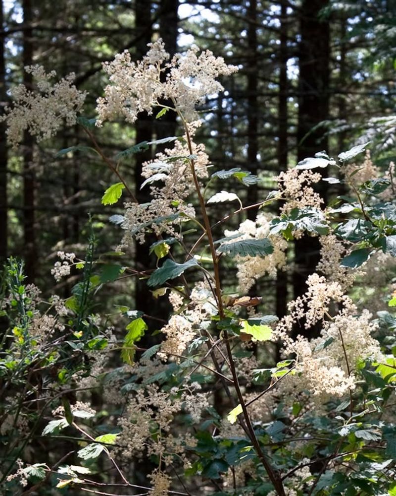 Try Oceanspray For Native Texture And Soft Blooms