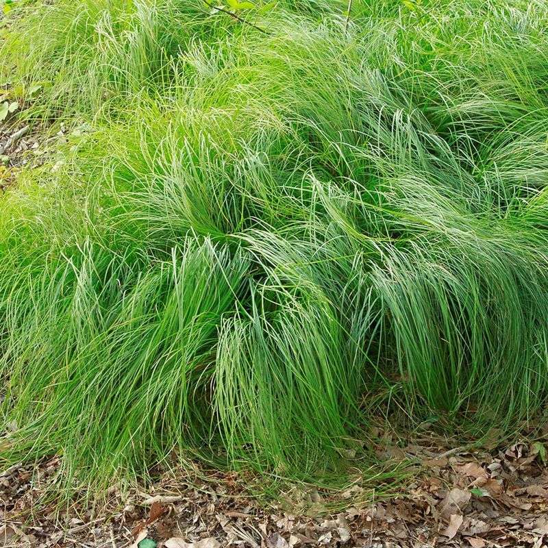 Try Pennsylvania Sedge For A Softer Lawn Like Look