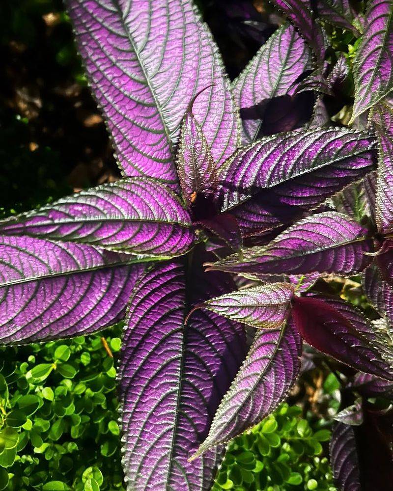 Try Persian Shield For Purple Metallic Foliage