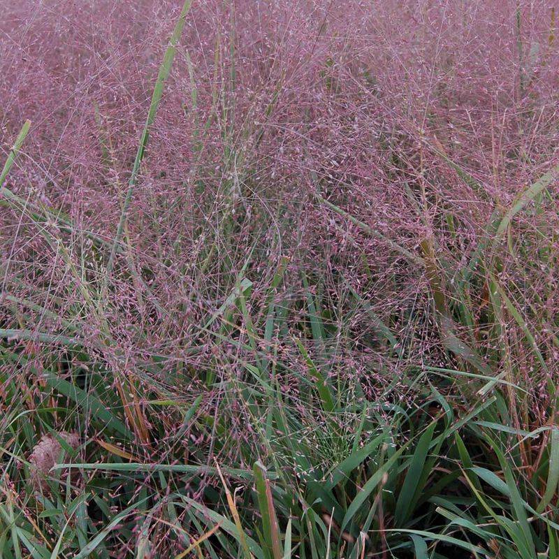 Try Purple Lovegrass For Airy Native Movement