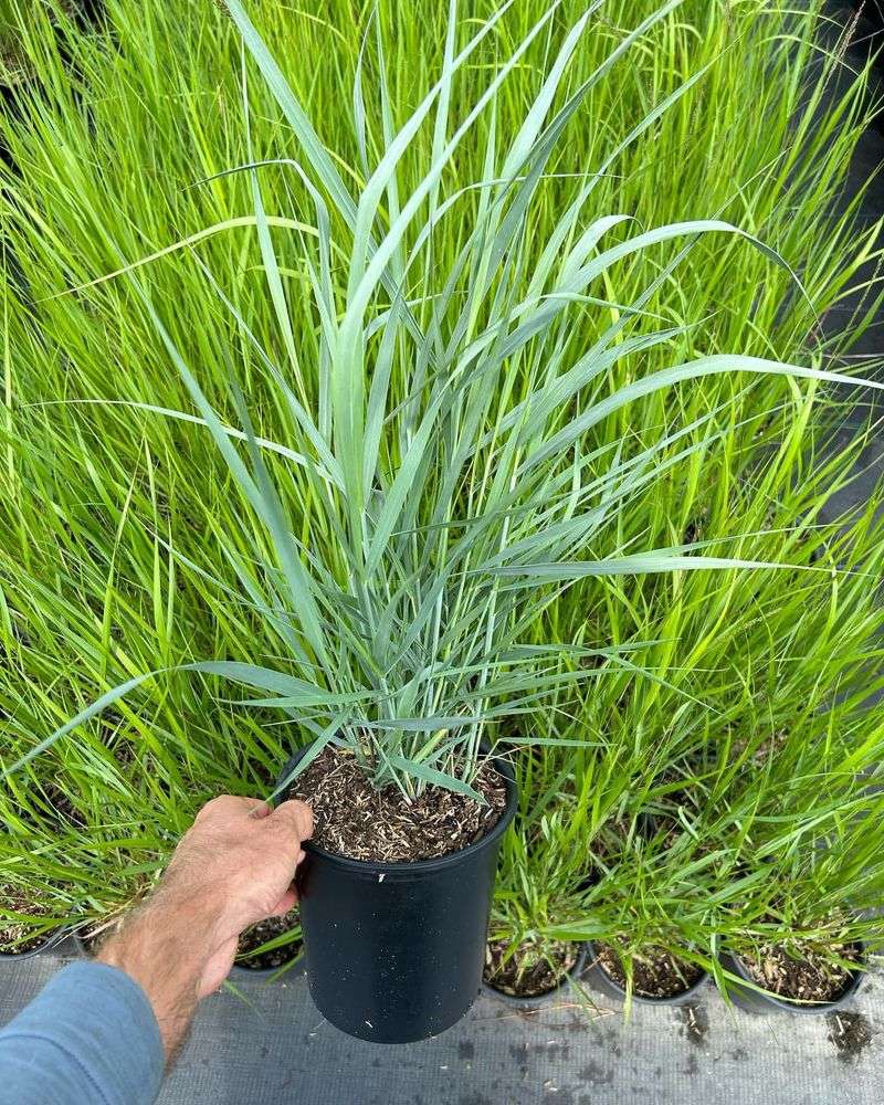 Pick Beach Panic Grass For Sandy Spots