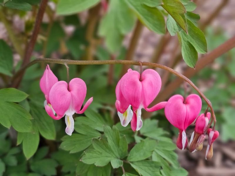 Try Soft Pink Bleeding Heart With White Violas Try Soft Pink Bleeding Heart With White Violas
