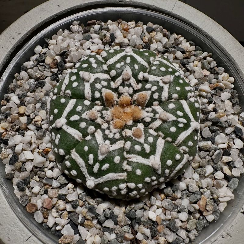 Try Star Cactus For A Compact Statement