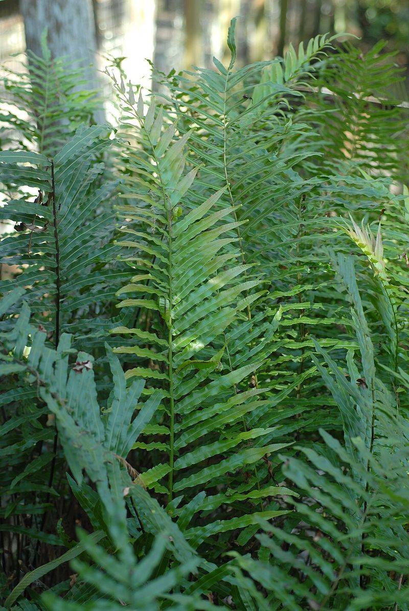 Try Swamp Fern In Moist Shady Spots