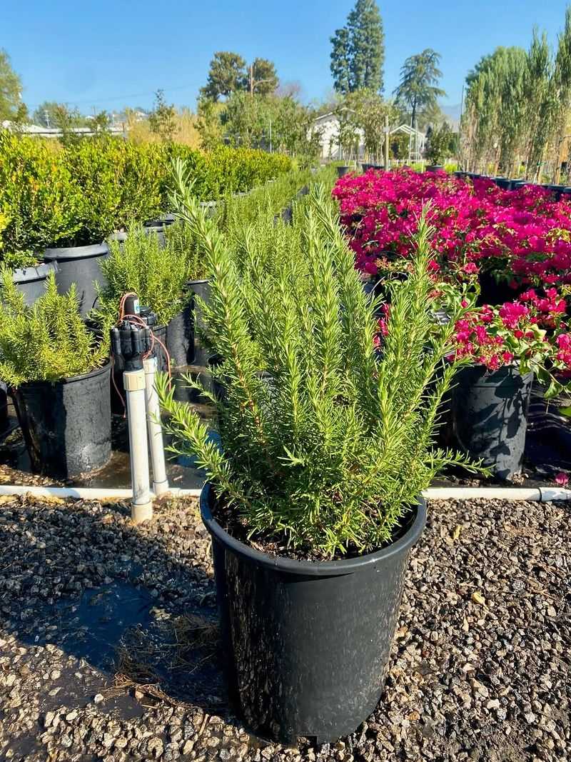 Try Trailing Rosemary For Scented Patio Edges