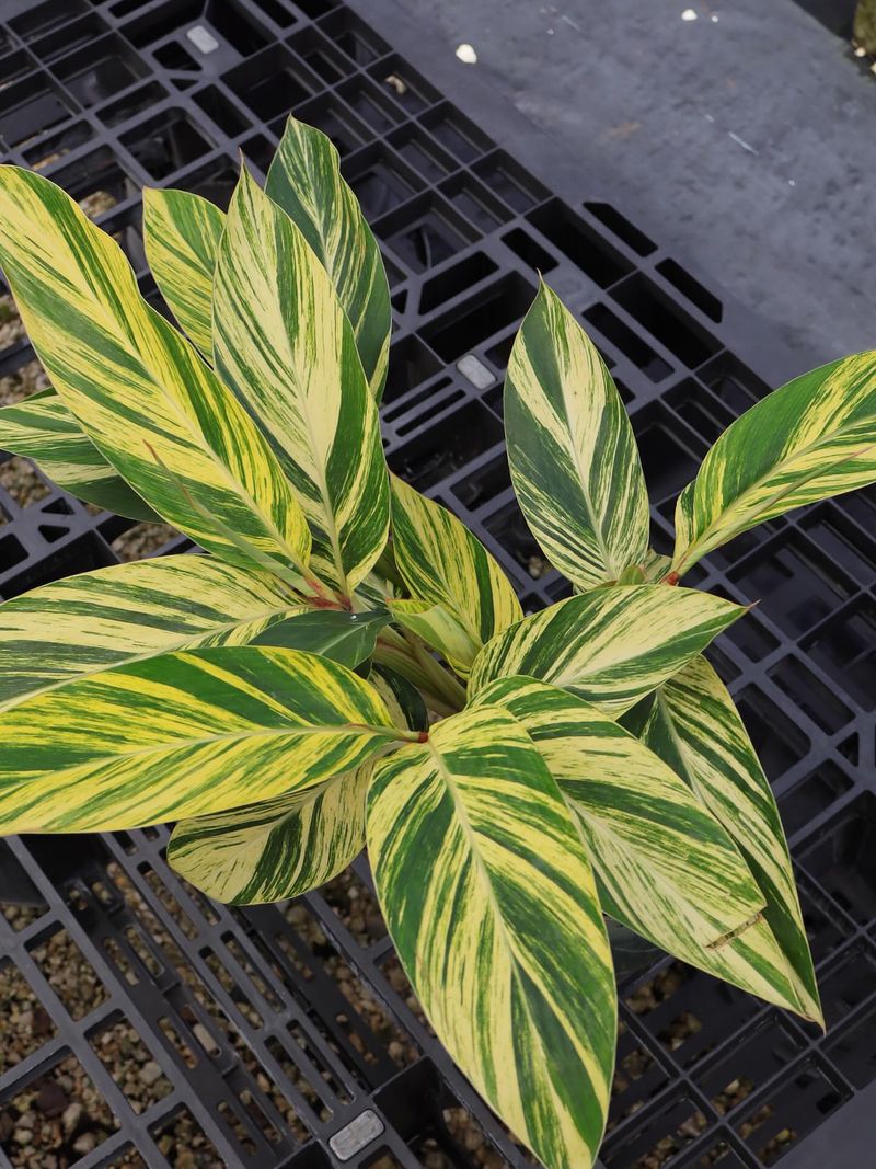 Try Variegated Ginger For Soft Striped Foliage