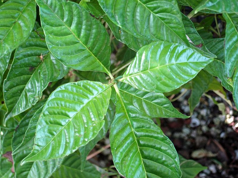 Try Wild Coffee In Protected Shade