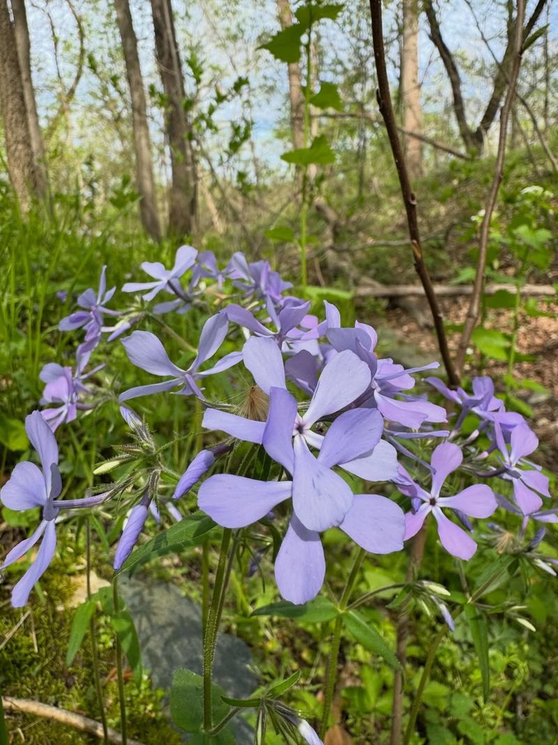 Try Woodland Phlox Where Spring Color Meets Light Shade