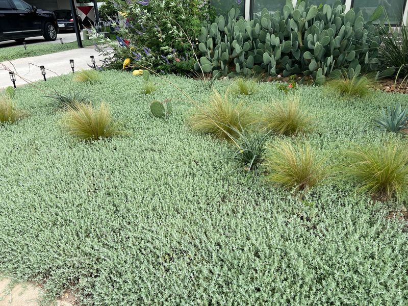 Try Woolly Stemodia For Silver Color In Full Sun