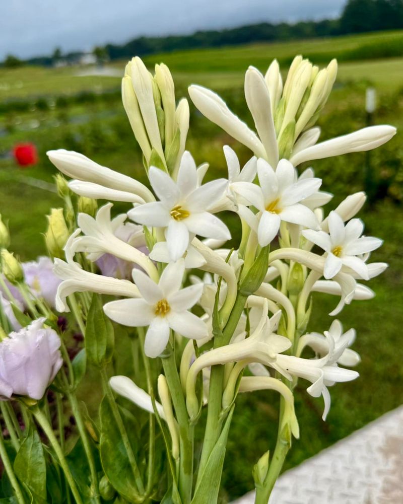 Tuberose