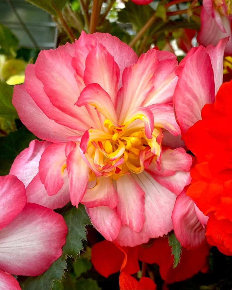 Tuberous Begonias Tuberous Begonias