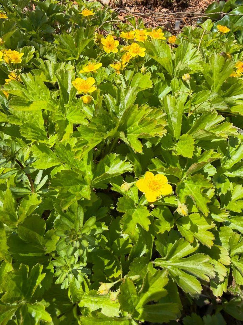 Tuck Barren Strawberry Into Part Shade