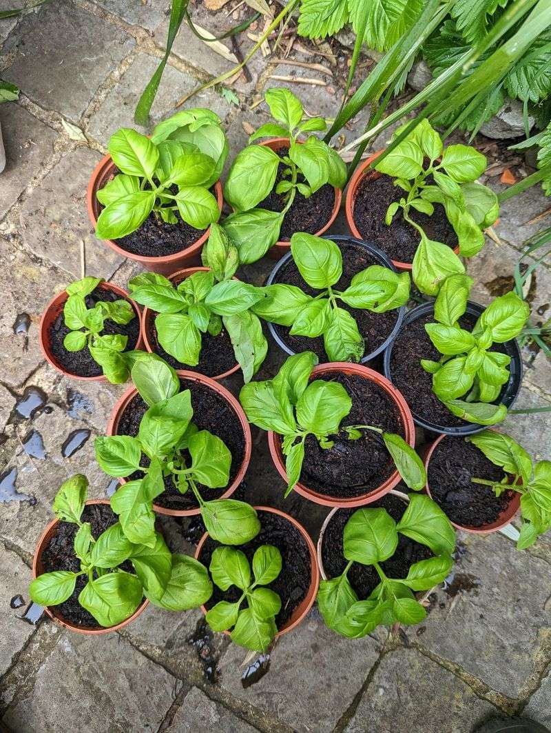 Tuck Basil In Before Summer Stress Builds