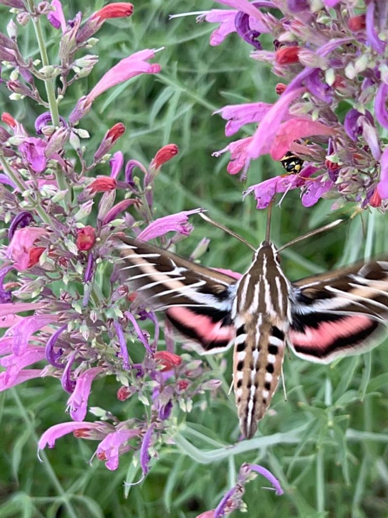 Tuck In Hummingbird Mint