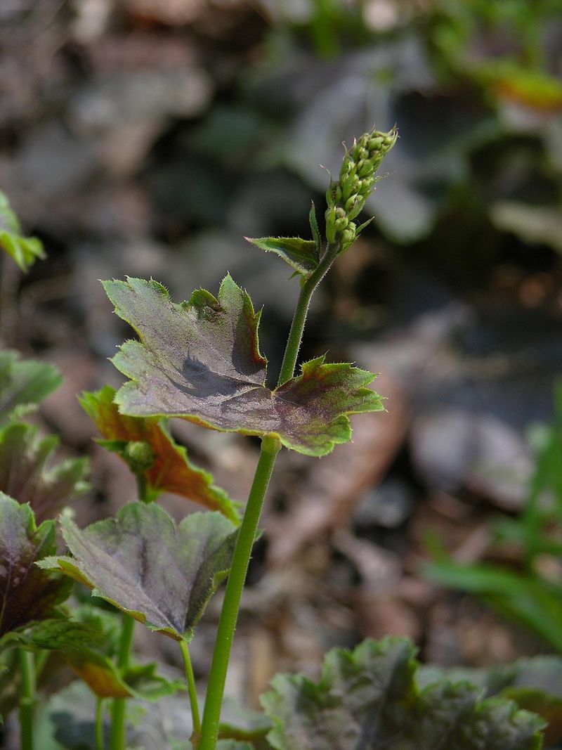 Tuck It Along Borders And Woodland Edges