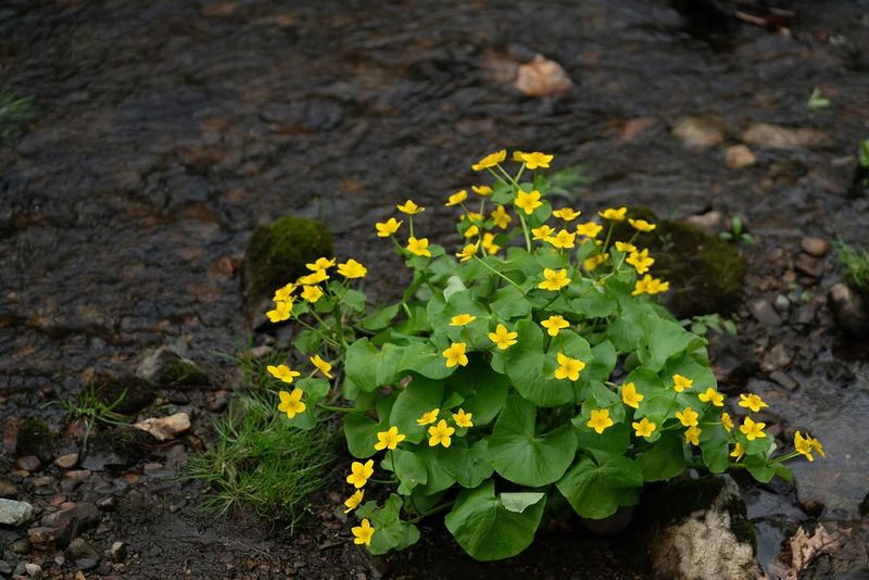 Tuck Marsh Marigold Into Cool, Wet Spots For Spring Color Tuck Marsh Marigold Into Cool, Wet Spots For Spring Color