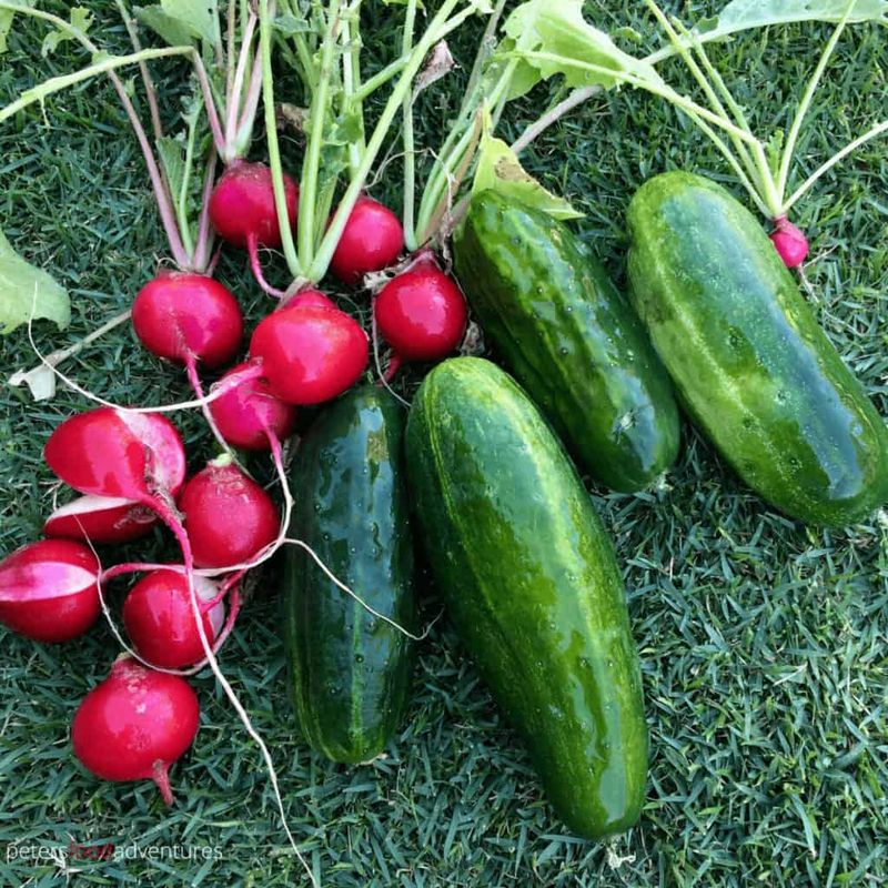 Tuck Radishes Around Cucumbers For A Fast Early Crop