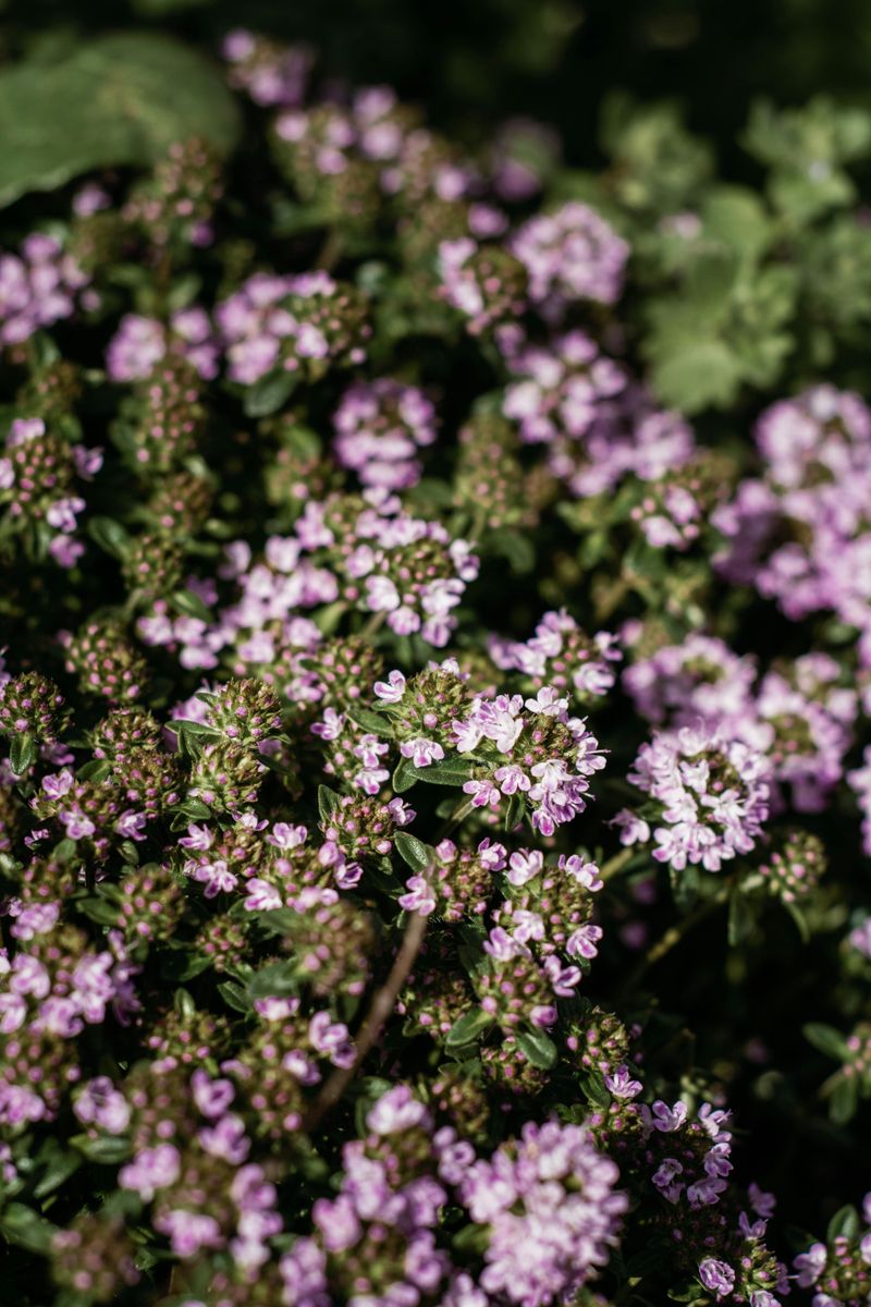 Tuck Thyme Into Fast-Draining Soil