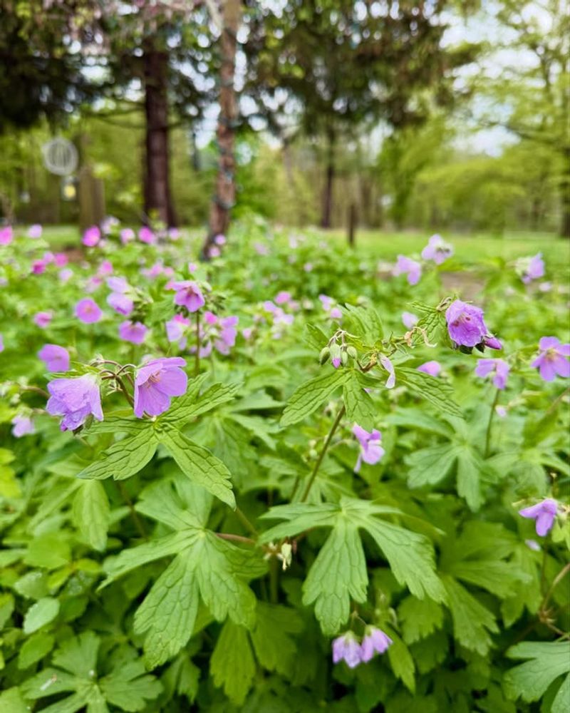 Tuck Wild Geranium Into Part Shade