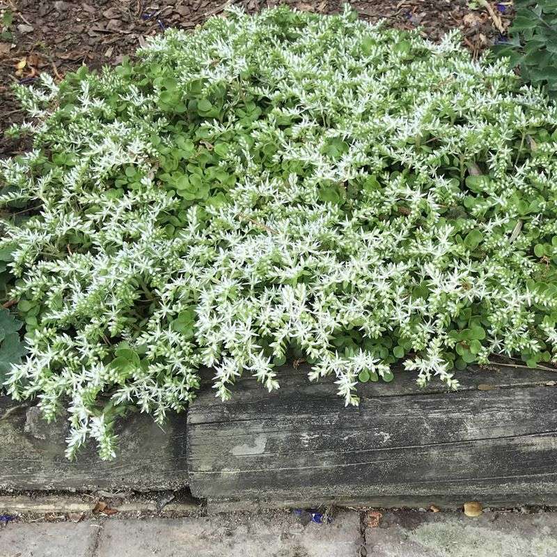 Tuck Wild Stonecrop Into Rocky Gaps And Let It Sparkle