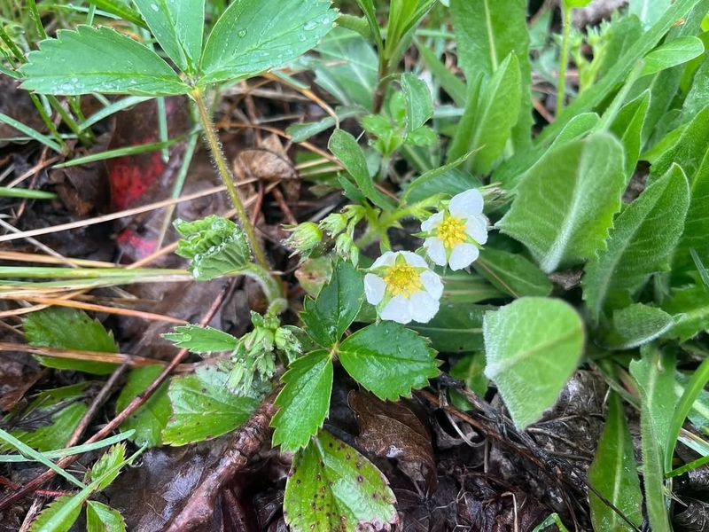 Tuck Wild Strawberry Along Sunny Paths For Low White Bloom