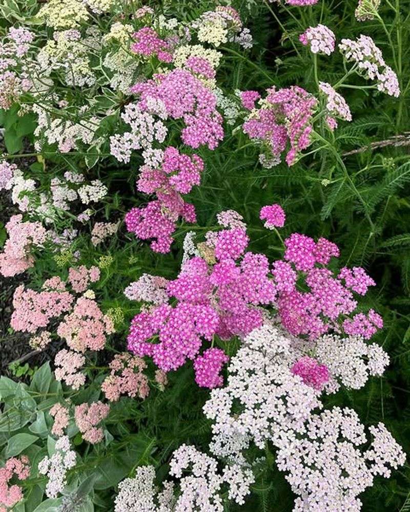 Tuck Yarrow Into Sunny Corners For Soft Color Tuck Yarrow Into Sunny Corners For Soft Color