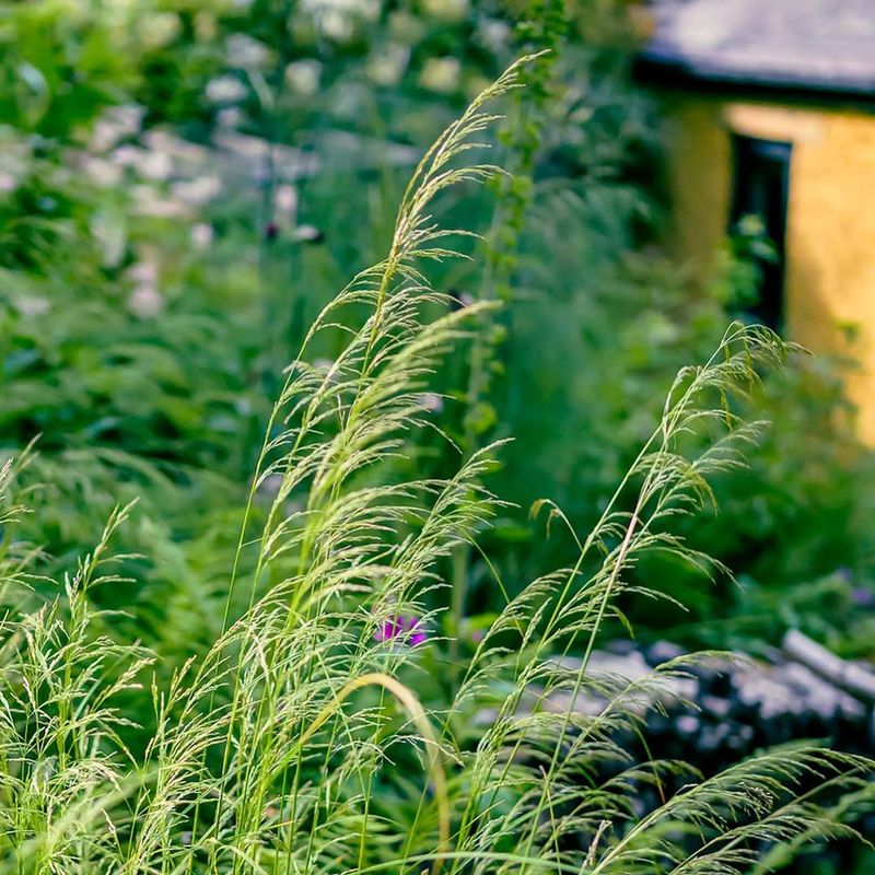Tufted Hairgrass