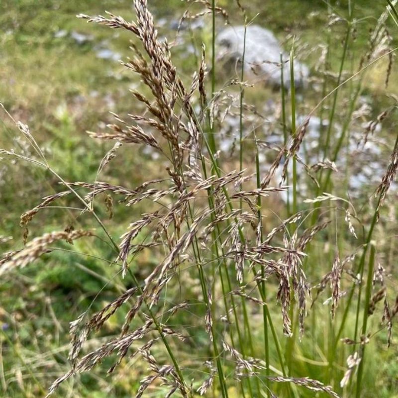 Tufted Hairgrass