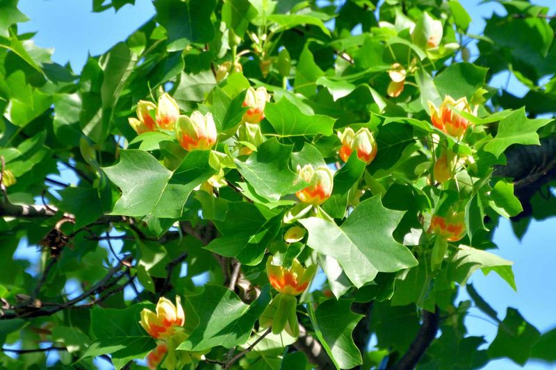 Tulip Poplar (Liriodendron tulipifera)