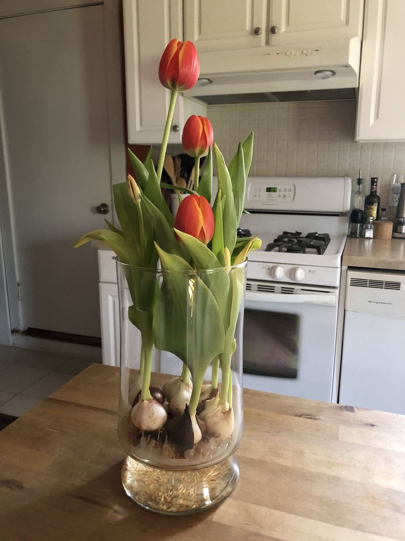 Tulip