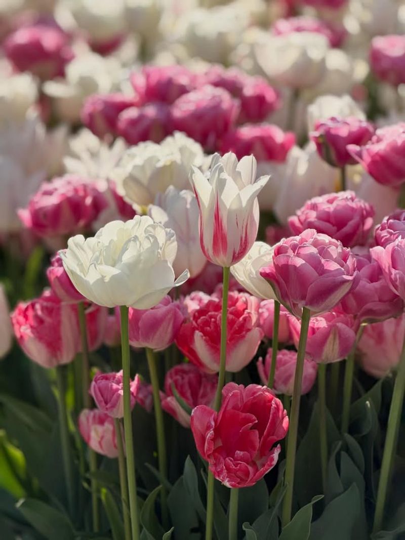 Tulips (Tulipa Hybrids)