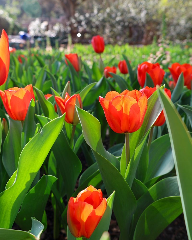 Tulips